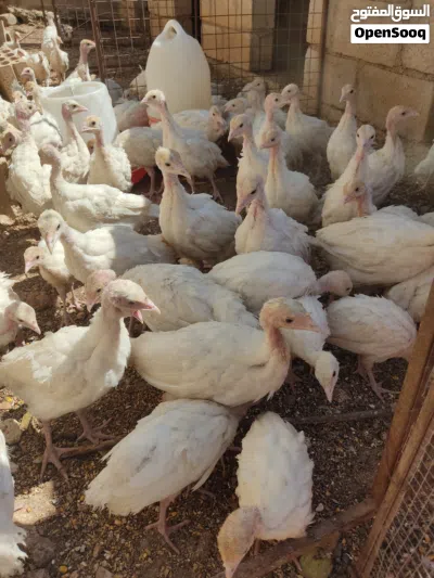 مجموعة طيور وحيوانات للبيع شوف كل الصور 3