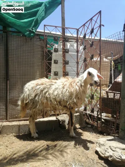 مجموعة أغنام حملة عمانية وحملة نجدية وكبش 4
