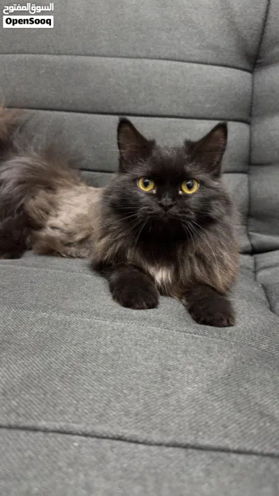 قطه British Longhair 3