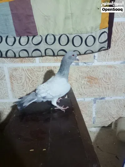 طير حمام للبيع 4