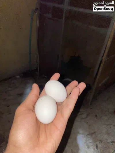 دجاجه ام ركيبه بياضه 2