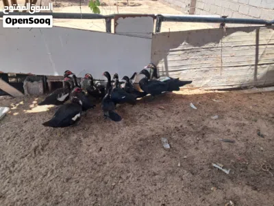 بط للبيع حاجه نظيفة اللهم بارك مصراتة 3