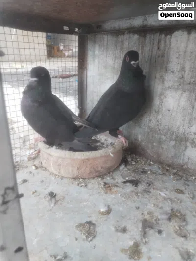 متاح 3 اجواز شغالات 3