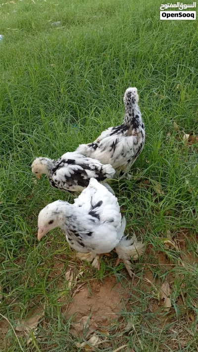 فلاليس براهمه اصلي العمر شهر ..للاستفسار 2