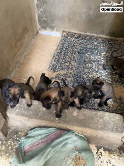جراو مالينوااا 4