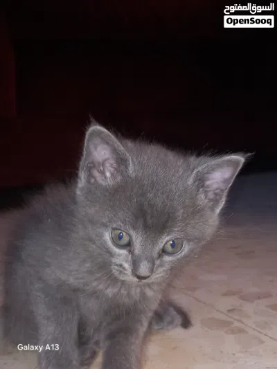 قطط سكوتش فولد 3