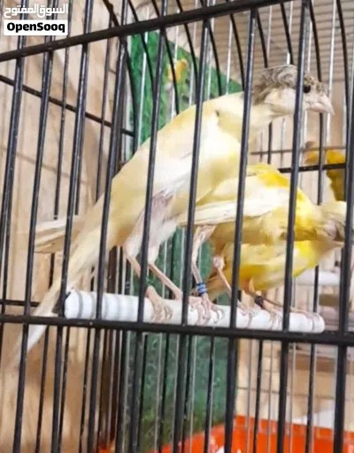 مخلف بندوق مقمبر 2