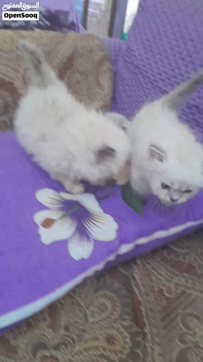 قطط هملايا للبيع 3