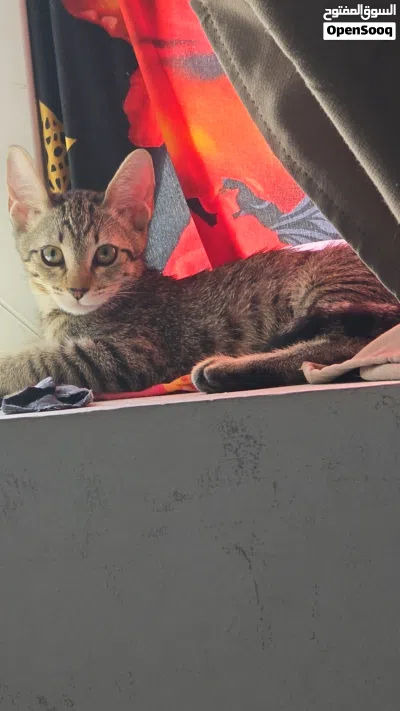 2~3 months old kitten 3