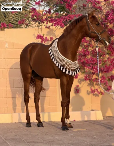 مهر عربي العمر 4 سنوات 4