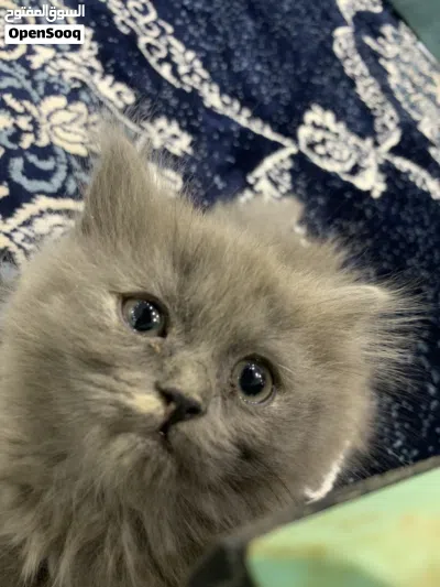 للبيع قطط كيتن العمر شهرين 3
