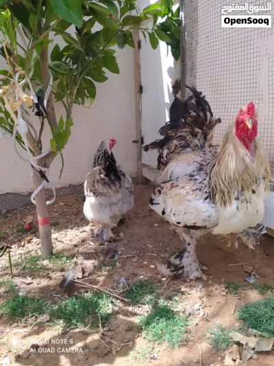 كوبياء ما شاء الله 2