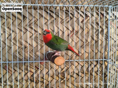 باروت فنش Parrot finches 2