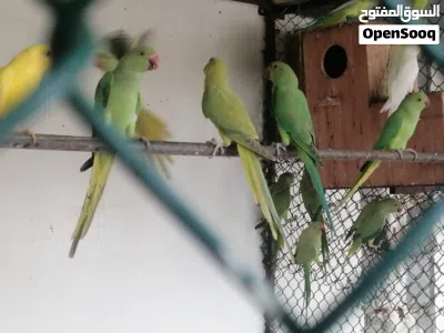 بغبغا الدره 3