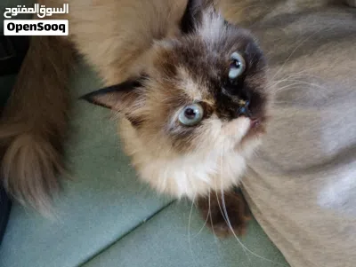 Clara - For adoption. she's very beautiful and friendly 2