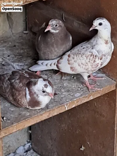 حمام للبيع شوف الوصف مهم 3
