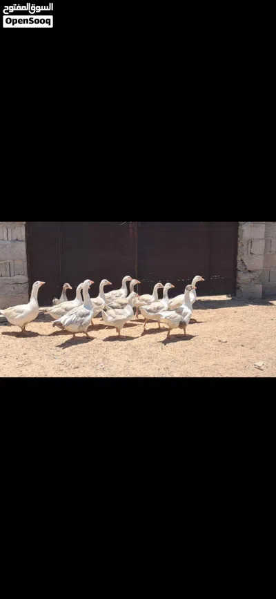 ذكر و 2 أناتي وز و 9 طروف إنتاجهم مكان مصراتة 3