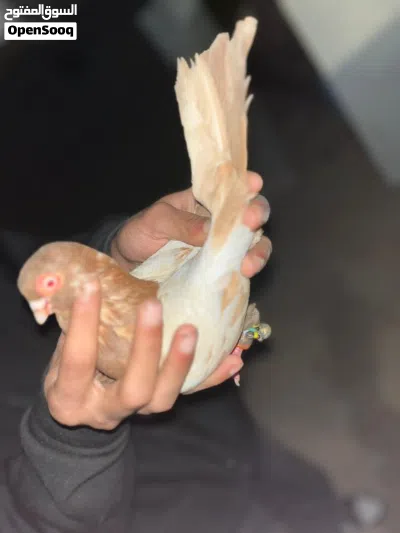 ثلاثة طيور 2
