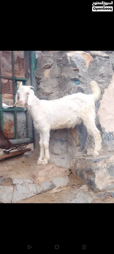 تيوس من حلال لجواميد لجبل الاخضر 3