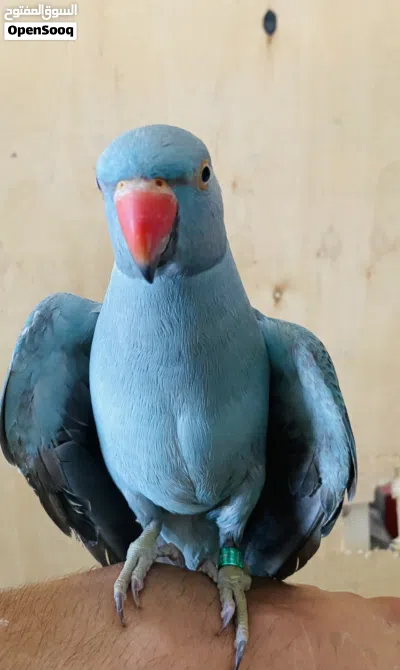 ببغاء ذره هندي 4