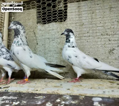 Pakistani pigeon 2