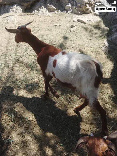 شاه تهجين صلالي مع بنتها 2