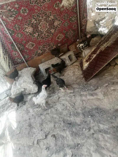 متوفر دجاج محلي للبيع 2