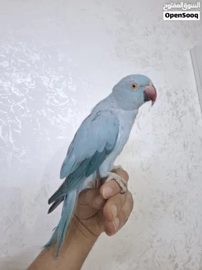 ببغاء دره هندي لون سمائي 3
