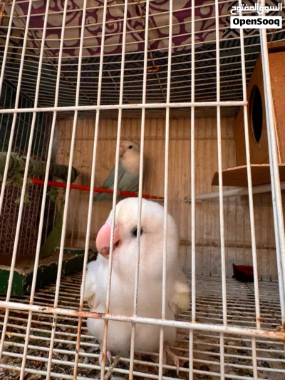 Birds for sale 4