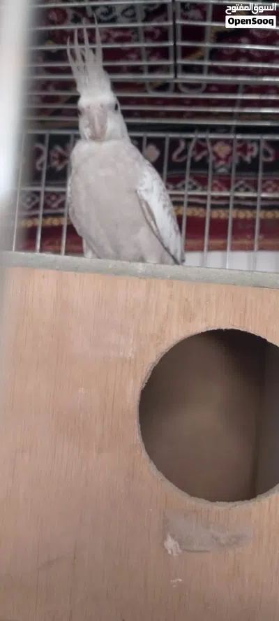 اقرأ الوصف 4