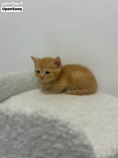 British Shorthair & Longhair Kittens 3