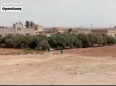 فرصه ذهبية على قطع أراضي استثمارية؛في محافظة المفرق في قرية الحميدية. بمساحات 750 م و 1000 م دونم 3