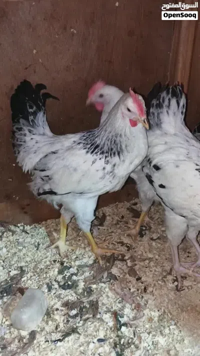 ثلاث ديوك سايكس انجليزي طبعا الصور الموجوده قديمه قبل شهر ونص على ارض الواقع ممتازات جدا والفيديو 3
