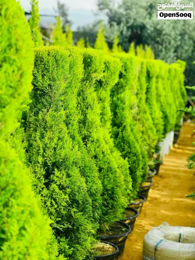 عشب بسليم امريكي صيفي وشتوي واشجار زينه واحجار تركيه 3