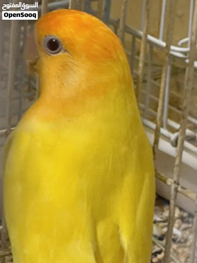 زوجين روز منتجين 2