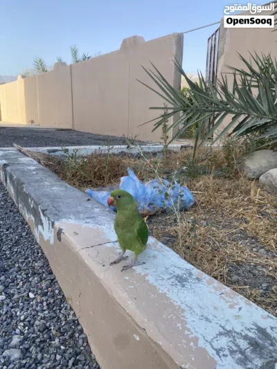 للبيع ببغاء عمانيه 3