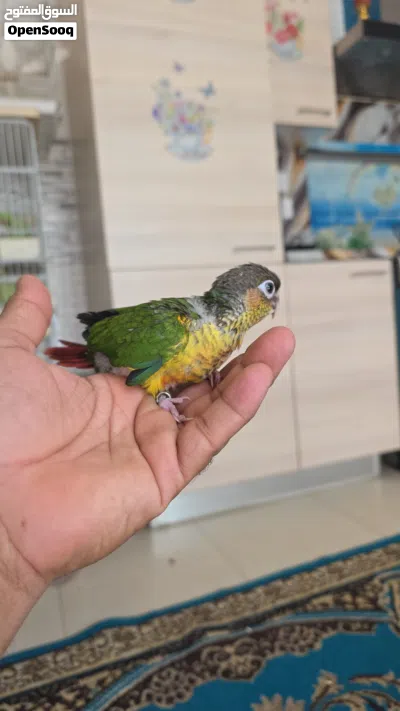 Conure chicks for sale. Those interested can contact me via WhatsApp. 2
