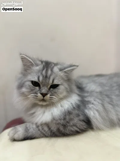 كيتن عمر 6 شهور 2