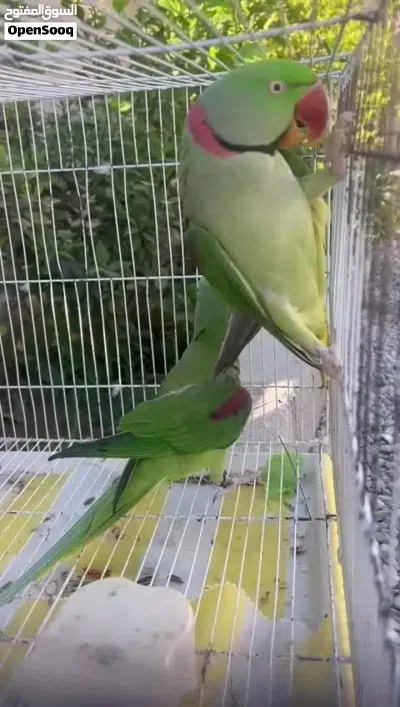 بيع بغبغاء نيبالي زوج 2