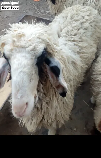 نعجه ورجينه خشنه كلش تنفع كصابة وتنفع جني 3