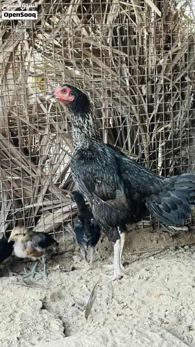 دجاجه باكستانيه العمر سنه و8 شهور تقريبا 2