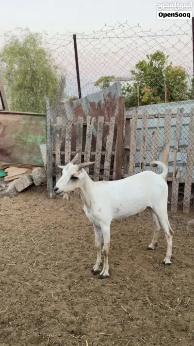 جدي صومالي مطعوم طعام الدار 3