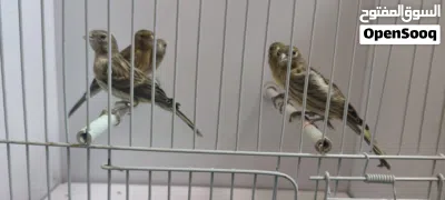 كنار رازا حبات قد القداحه 3