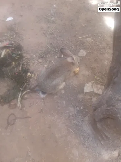 أرنب اعشره للبيع 2