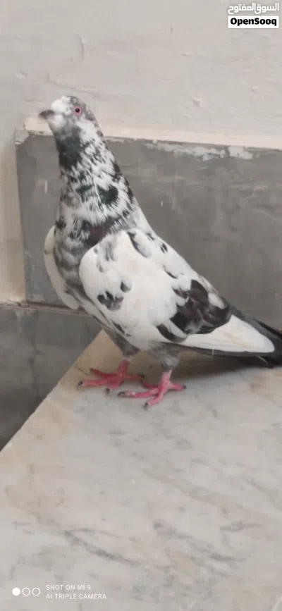 2 كوبيات باكستاني للبيع 3