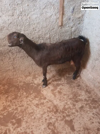عنز شاميه للبيع ريشة الحبه لجبة حليب شاميه 2