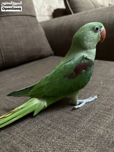 ببغاء نيبالي أليف جدا يحب اللعب ومرح جدا Nepalese parrot for sale excellent health and playful 2