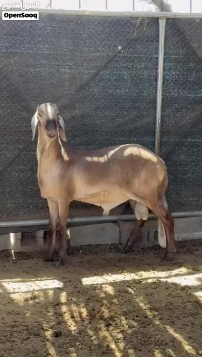 للبيع كبش سواكن 3