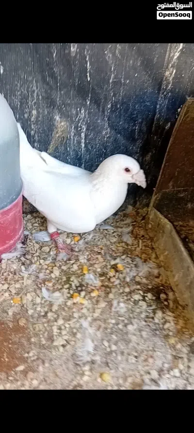 3 جواز زواجل بسعر حرق 4