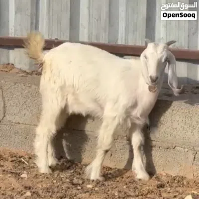 حلال للبيع 2